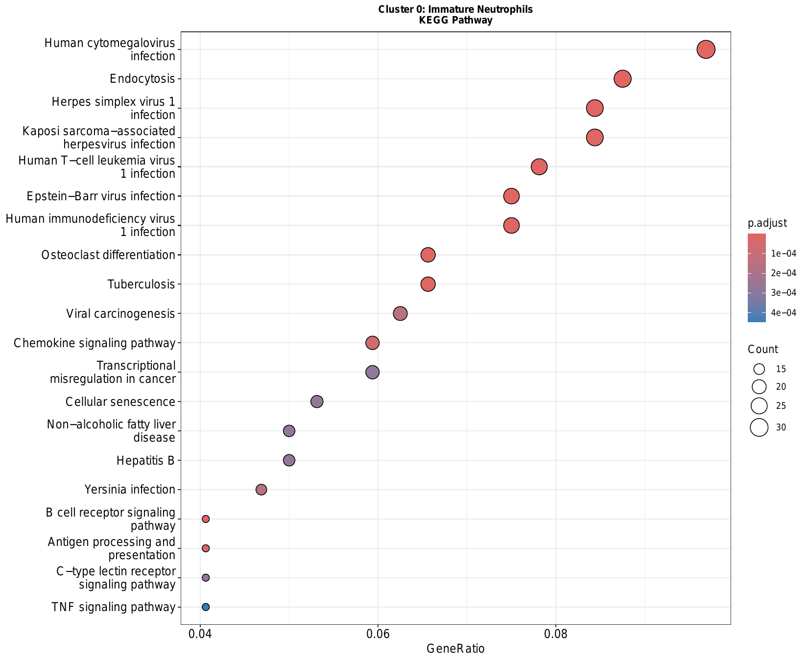各亚群 GO/KEGG 富集 DotPlot