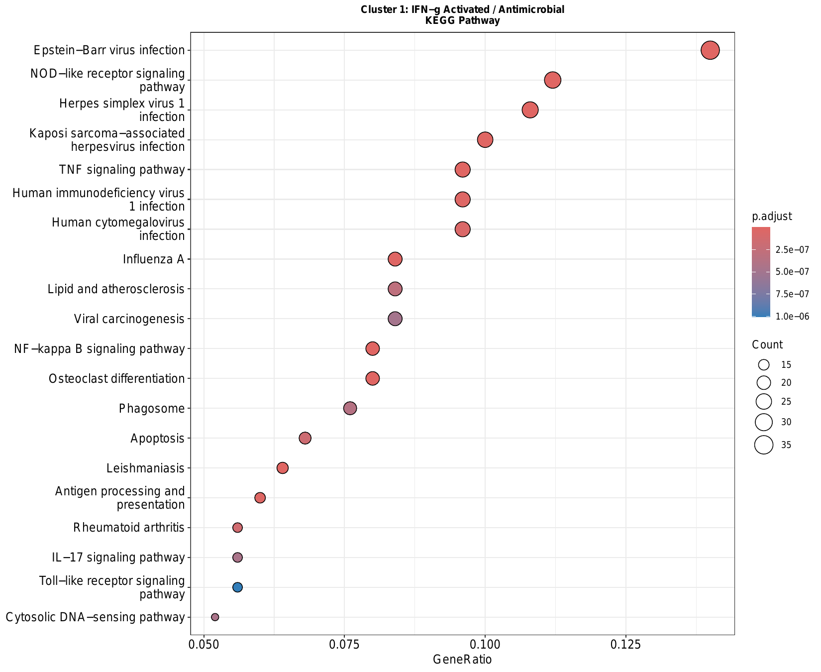 各亚群 GO/KEGG 富集 DotPlot