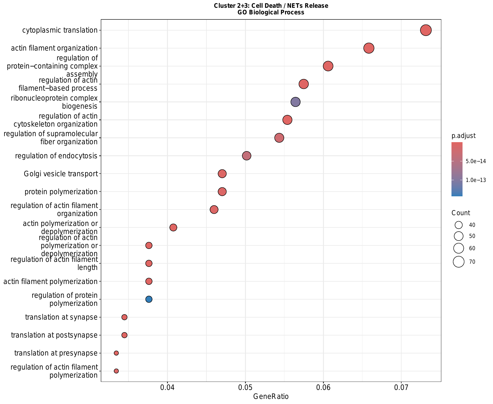 各亚群 GO/KEGG 富集 DotPlot