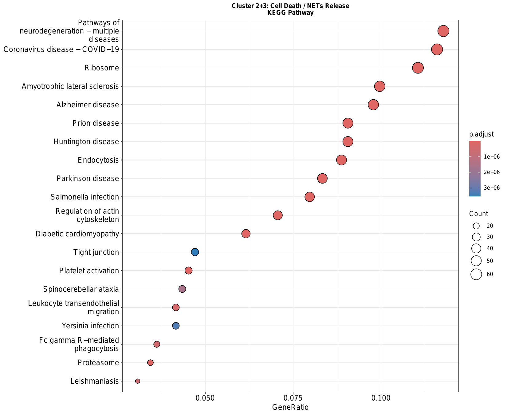 各亚群 GO/KEGG 富集 DotPlot